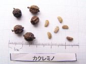 l_022_seed