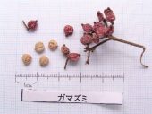 l_024_seed