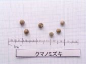 l_034_seed