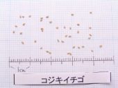 l_037_seed