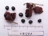 l_065_seed