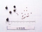 l_077_seed